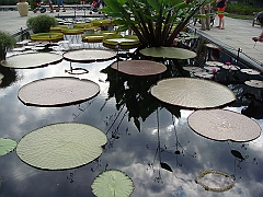 274 Longwood Gardens [2008 August 23]